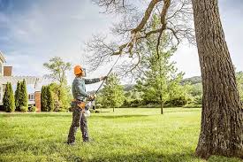 Best Tree Disease Treatment  in West Jefferson, OH